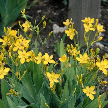 Belamcanda flabellata 'Hello Yellow'