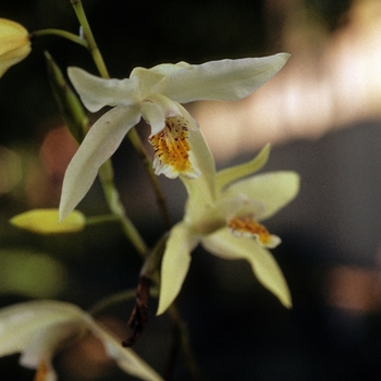 Bletilla ochracea