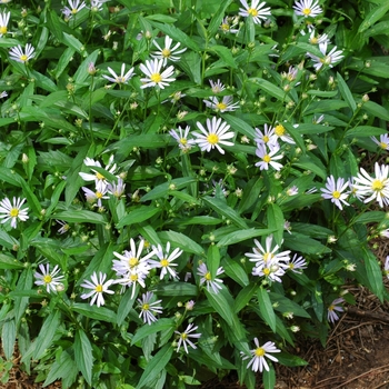 Boltonia asteroides var. latisquama 'Masbolimket' PP16678