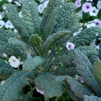 Brassica oleracea 'Dinosaur' 