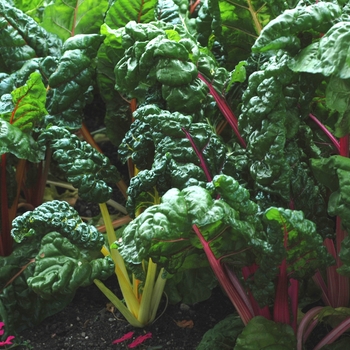 Brassica oleracea 'Bright Lights' 