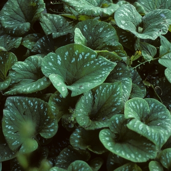 Brunnera macrophylla 'Langtrees' 