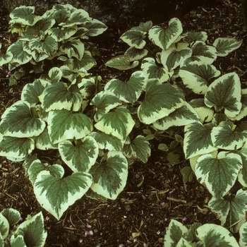 Brunnera macrophylla 'Smith's Gold' 