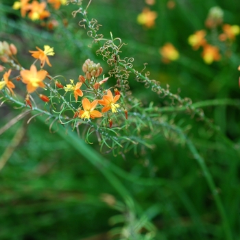 Bulbine frutescens 'Hallmark' 