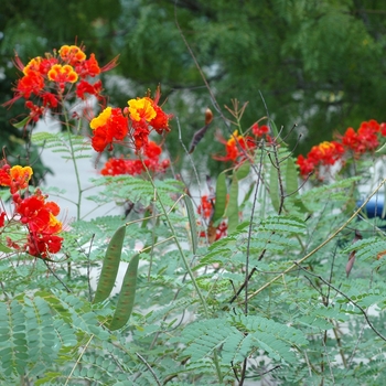 Caesalpinia pulcherrima