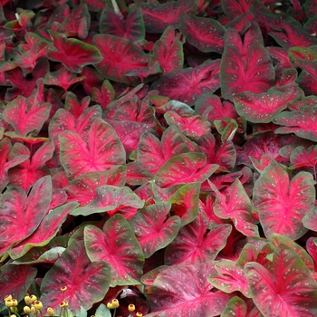 Caladium bicolor 'Red Flame'