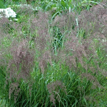 Calamagrostis varia 