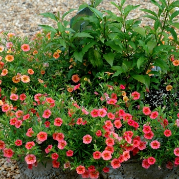 Calibrachoa Cabaret® 'Apricot'