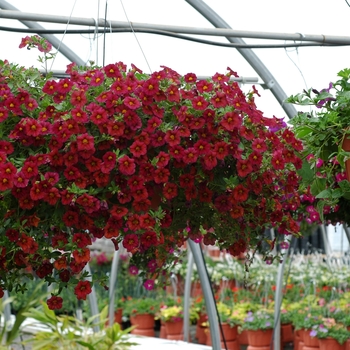 Calibrachoa 'Red' 