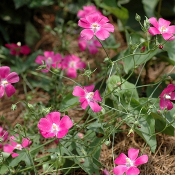 Callirhoe bushii 