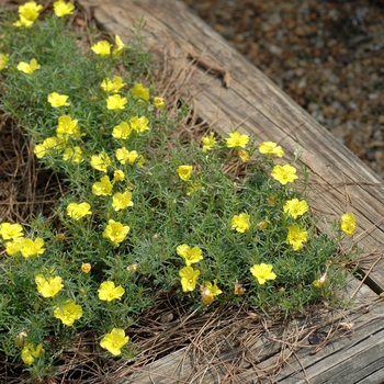 Calylophus drummondianus 