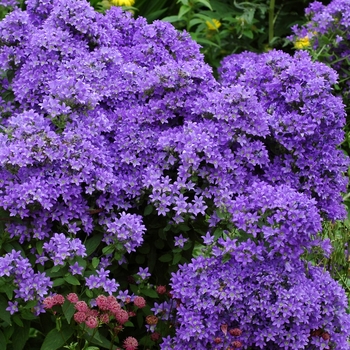 Campanula lactiflora 'Prichard's Variety' 