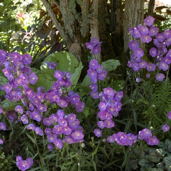 Campanula lactiflora 'Betty's Bloomer' 