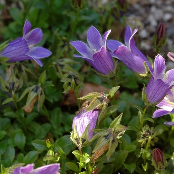 Campanula pilosa