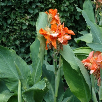 Canna x generalis 'Apricot Ice' 