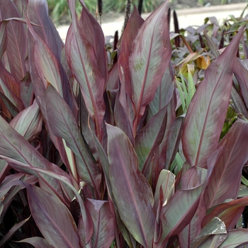 Canna x generalis 'Intrigue' 