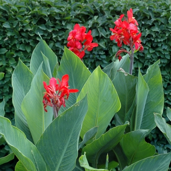 Canna x generalis 'Northstar Landscape Red' 