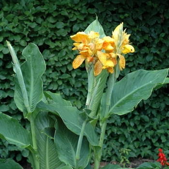 Canna x generalis 'Picasso' 