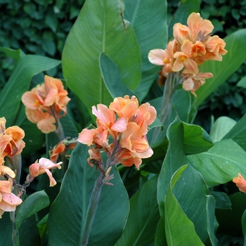 Canna x generalis 'Princess Di' 