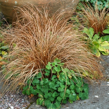 Carex buchananii '' (002158)