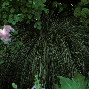 Carex buchananii '' (002159)