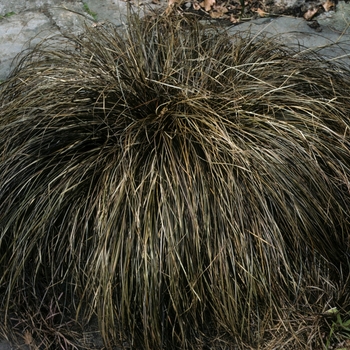 Carex buchananii '' (002160)