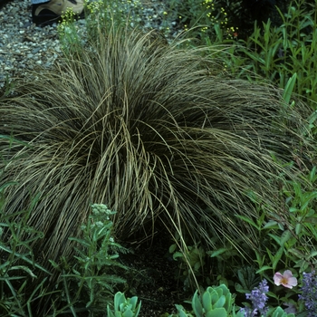 Carex comans 'Bronze Form' 