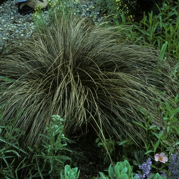 Carex comans 'Bronze Form'