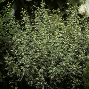 Caryopteris divaricata 'Snow Fairy' 