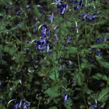 Caryopteris divaricata