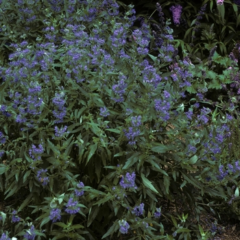Caryopteris x clandonensis 'Longwood Blue' 