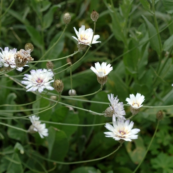 Catananche caerulea 'Alba' 