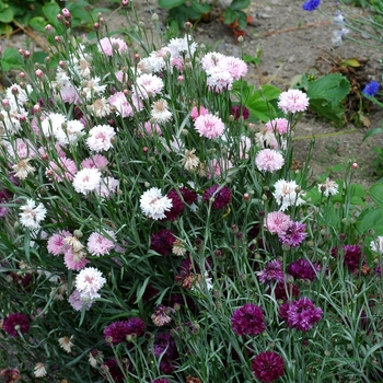 Centaurea cyanus 'Florence Mix' 