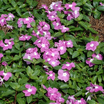 Catharanthus roseus Nirvana® Cascade Lavender with Eye