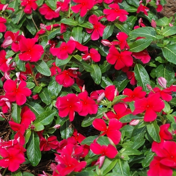 Catharanthus roseus 'Pacifica Dark Red' 