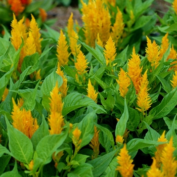 Celosia argentea plumosa 'Fresh Look Gold' 