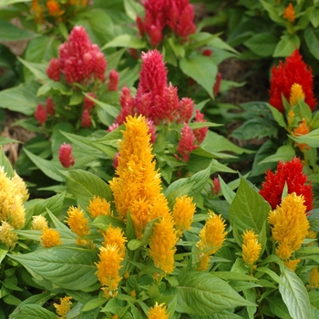 Celosia plumosa 'Ice Cream Mix' 