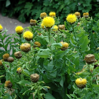 Centaurea macrocephala