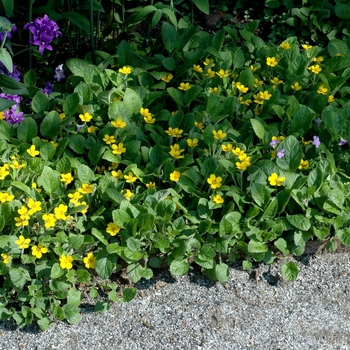 Chrysogonum virginianum 'Alan Bush' 