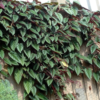 Cissus discolor '' (002198)