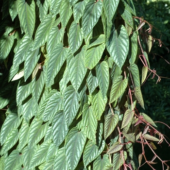 Cissus discolor '' (002200)