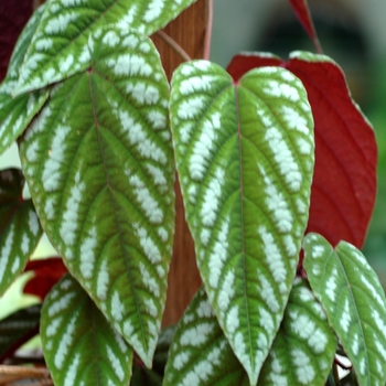 Cissus discolor '' (002201)