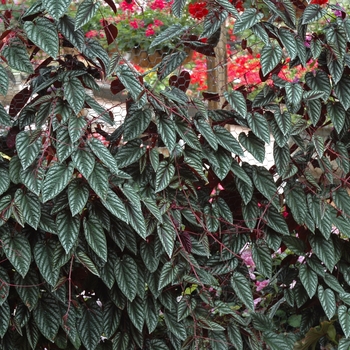 Cissus discolor '' (002202)