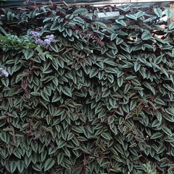 Cissus discolor '' (002203)