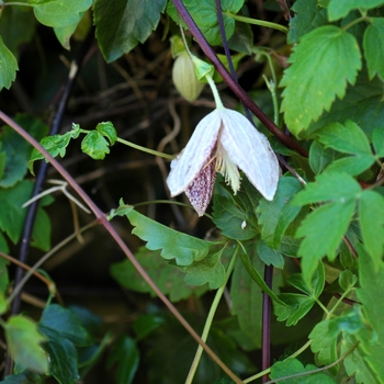 Clematis cirrhosa var. purpurascens 'Freckles' 