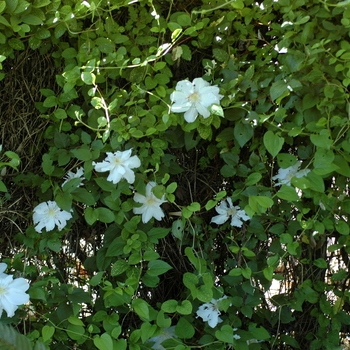 Clematis 'Henryi' 