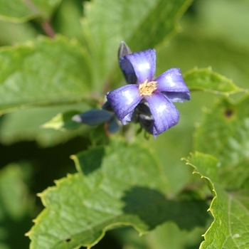 Clematis heracleifolia 'New Love' PP13977