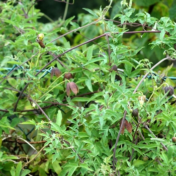 Clematis tibetana ssp. vernayi 'Lorcan O'Brien' 