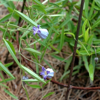 Clematis socialis