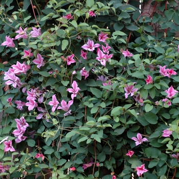 Clematis texensis 'Duchess of Albany' 